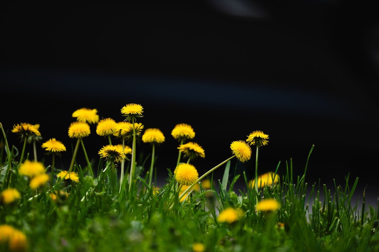 There’s something about a dandelion that makes you stop and notice